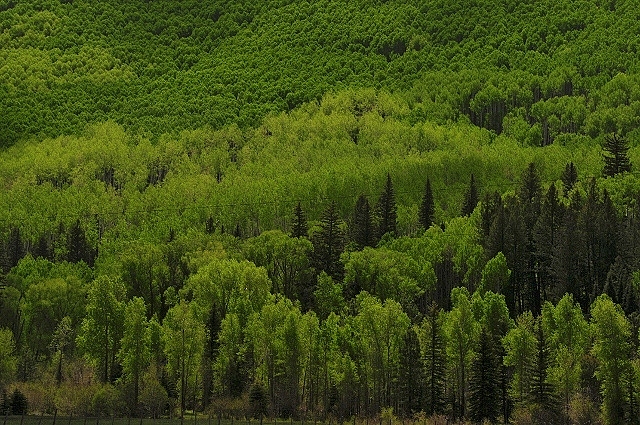a mountainside of trees